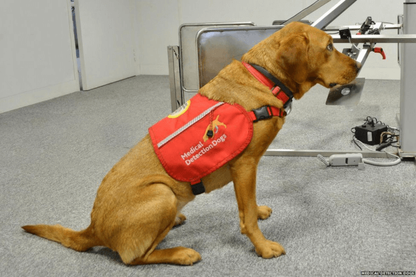 Dogs Smell Cancer