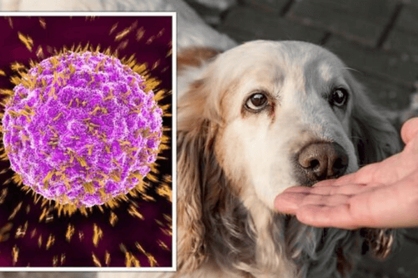 Dogs Smell Cancer 