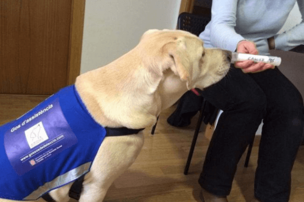 Dogs Smell Cancer 