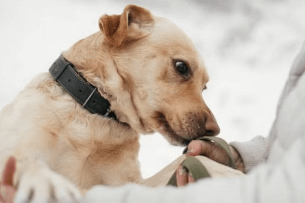 Dogs Smell Cancer 
