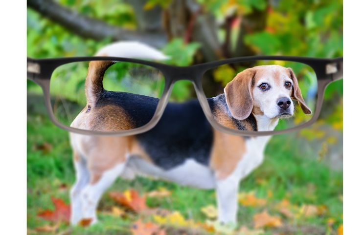 Dogs Vision