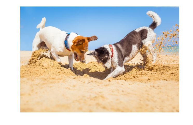 dog's digging behavior