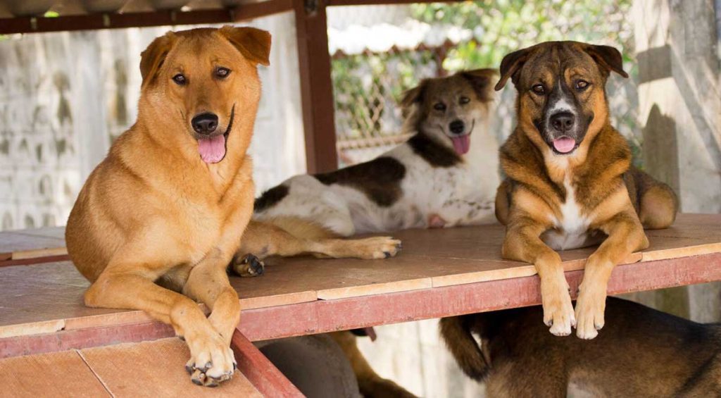 LA Animal Services