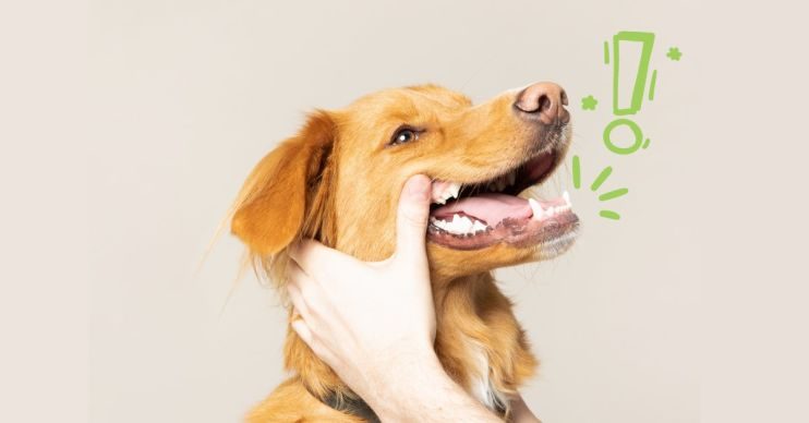 Why Do Dogs Shake