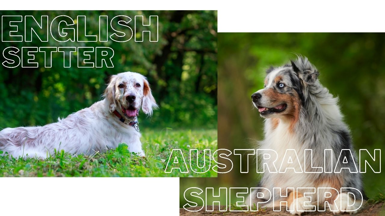 English Setter and Australian Shepherd Whats The Difference
