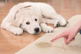 Dog Potty Training