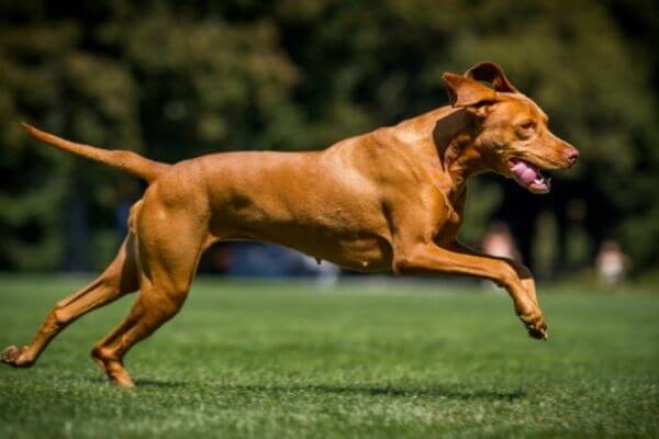 Owning A Big Dog