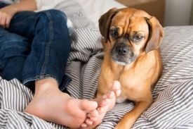 Dogs Lick Your Feet