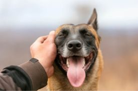 Dogs Howl