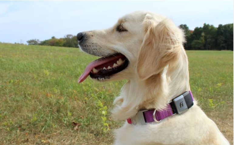 fi dog collar