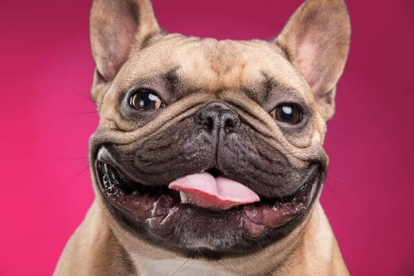 French Bulldog Name