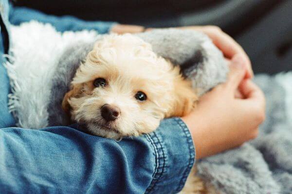 Small Dogs For Adoption