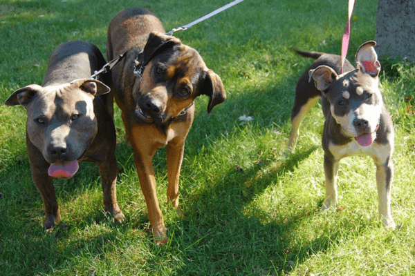 Flexi Leash 