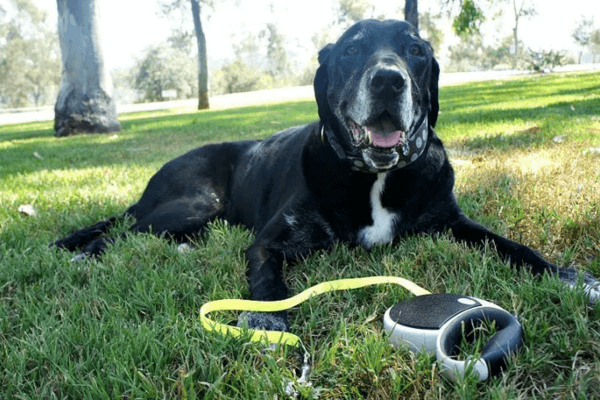 Flexi Leash 