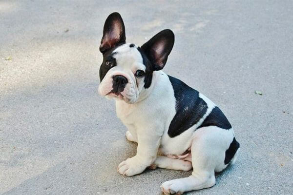 French Bulldog Name
