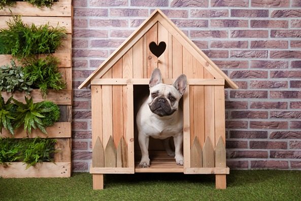 My-Dog-Store