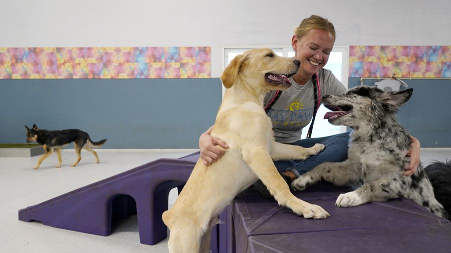 Dog Needs Exercise Buddies