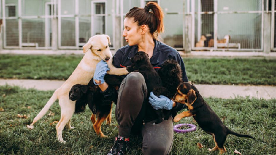 Brampton Animal Shelter