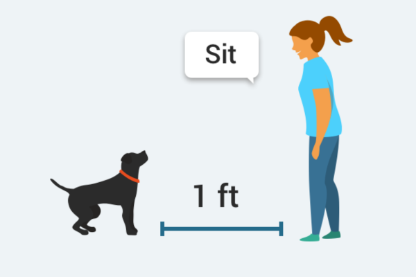 Good Pup Sit dog training