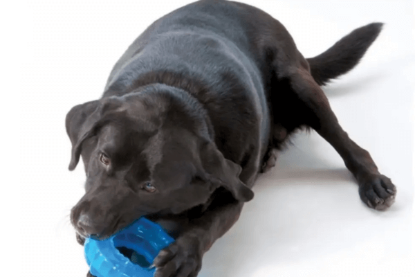 Goughnuts Dog Toys 