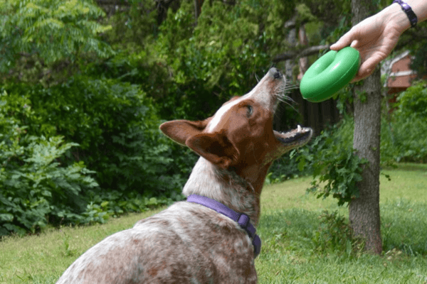 Goughnuts Dog Toys