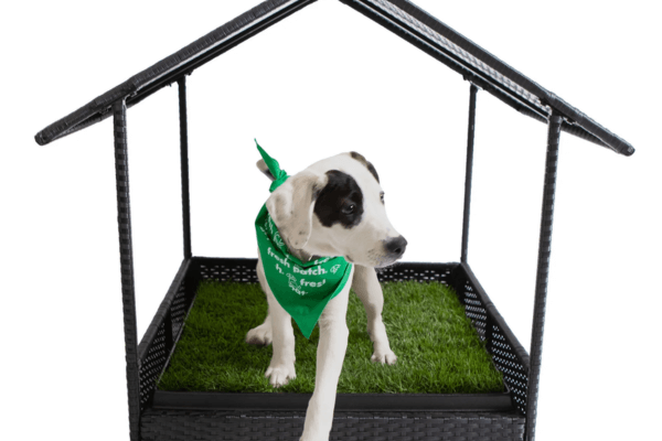 Grass Patch For Dogs