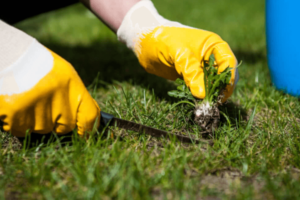 Grass Patch For Dogs