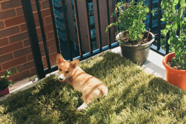 Grass Patch For Dogs