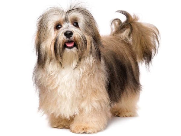 Havanese