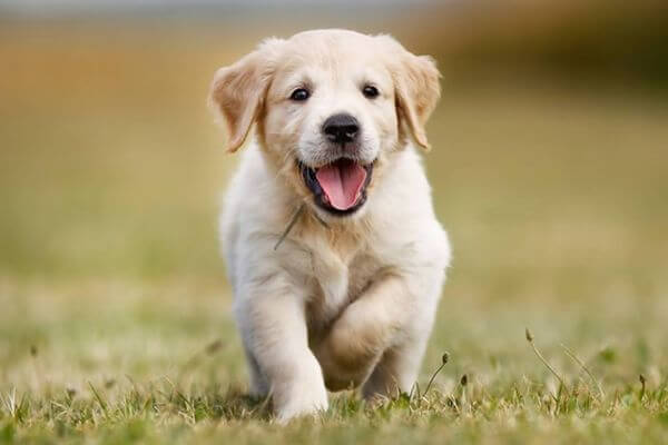 White Retrievers