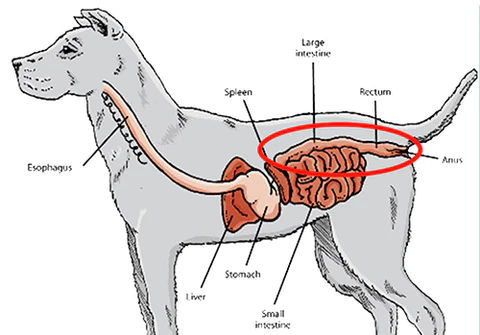 Can Dogs Get Hemorrhoids
