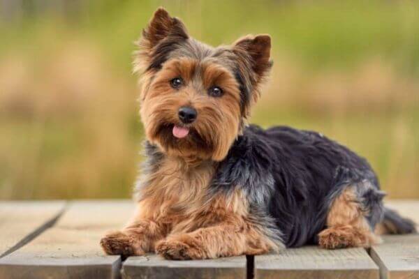 Puppy Yorkshire