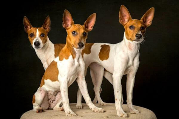 Ratshi Terrier
