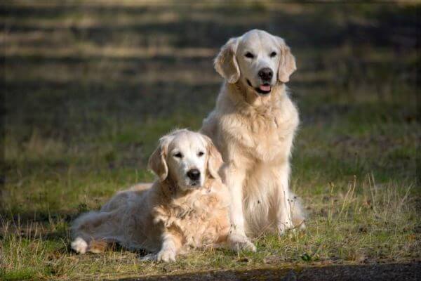 White Retrievers