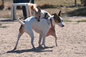Female Dogs Humping