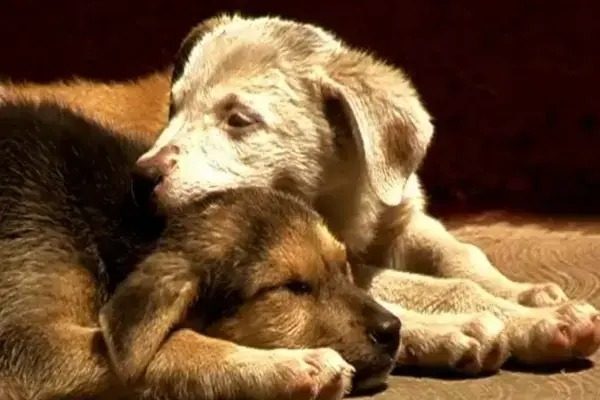 COMPANIONS TO NONE