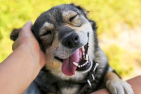 How Dogs Make Our Lives Complete