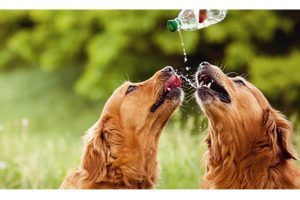 How Long Can A Dog Go Without Water