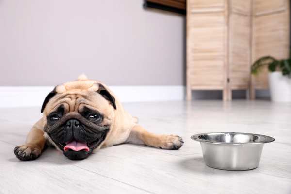 How Long Can A Dog Go Without Water