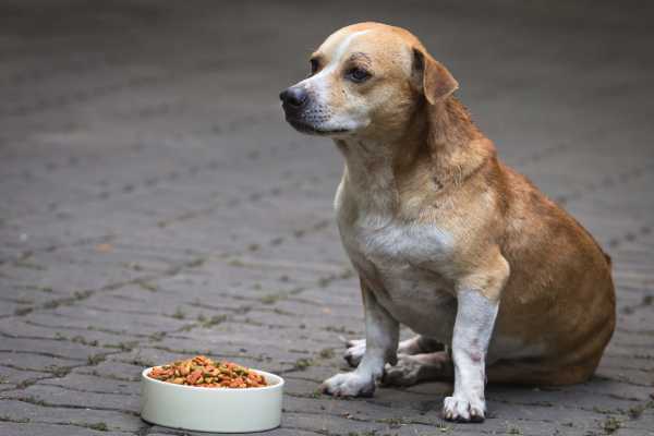 How Long Can Dogs Go Without Food