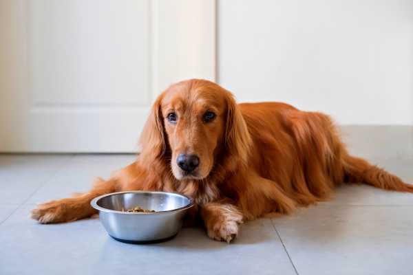 How Long Can Dogs Go Without Food