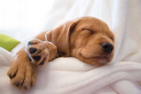 How Many Hours A Day Do Dogs Sleep