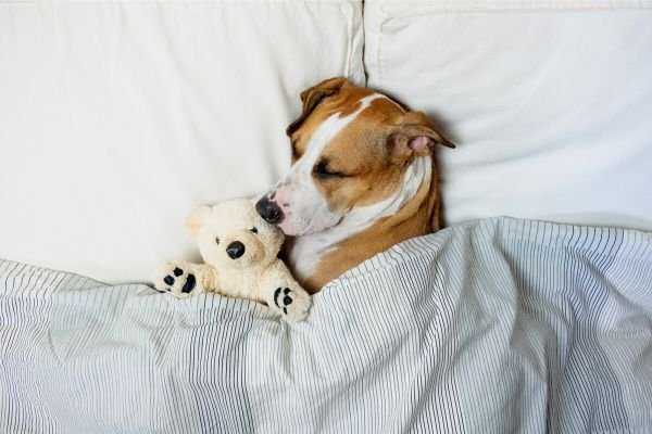 Dog sleep Hours