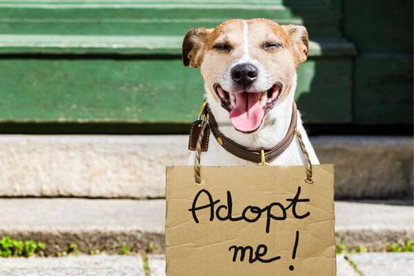 Dog Shelter