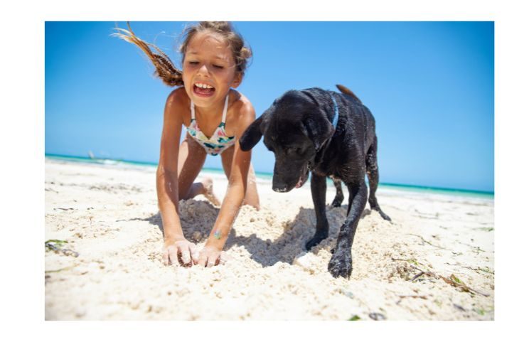 How To Stop A Dog From Digging