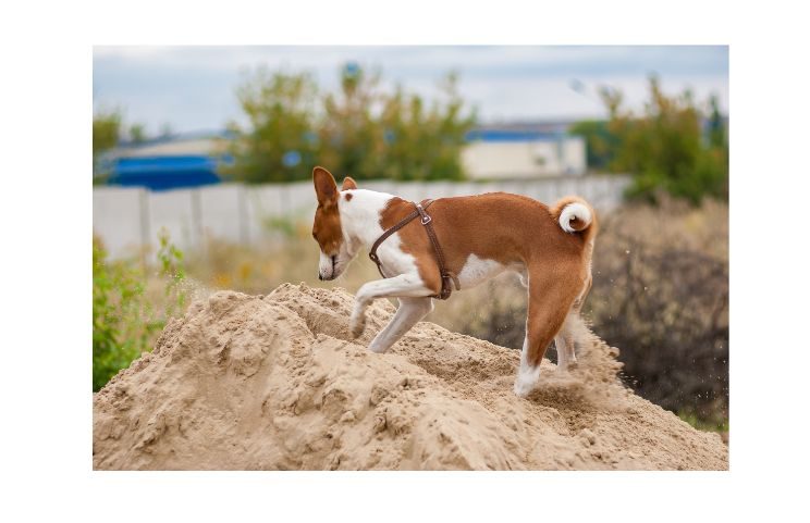 How To Stop A Dog From Digging
