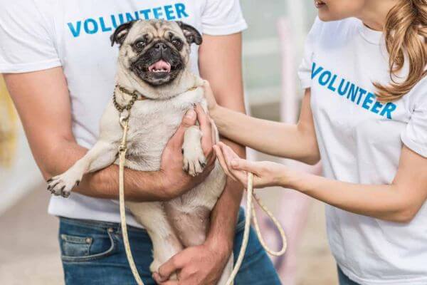 Dog Shelter