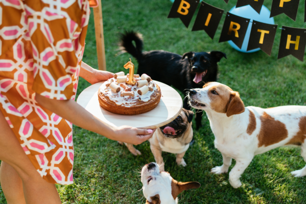 Dog's Birthday