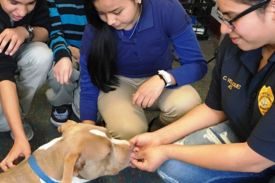 Arizona Animal Welfare League and SPCA