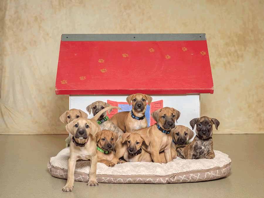 Humane Society Vero Beach